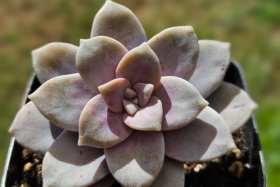 Macetitas con plantas para obsequios