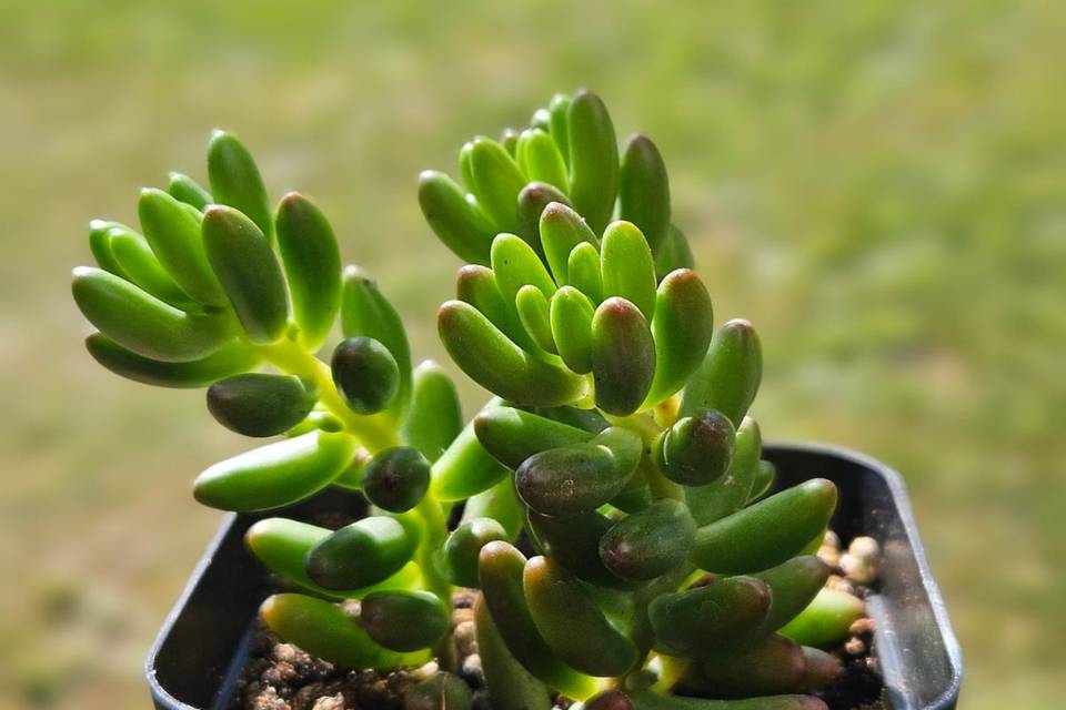 Macetitas con plantas para obsequios