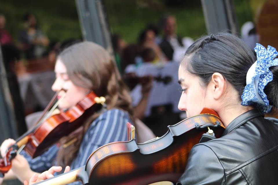 Violinistas