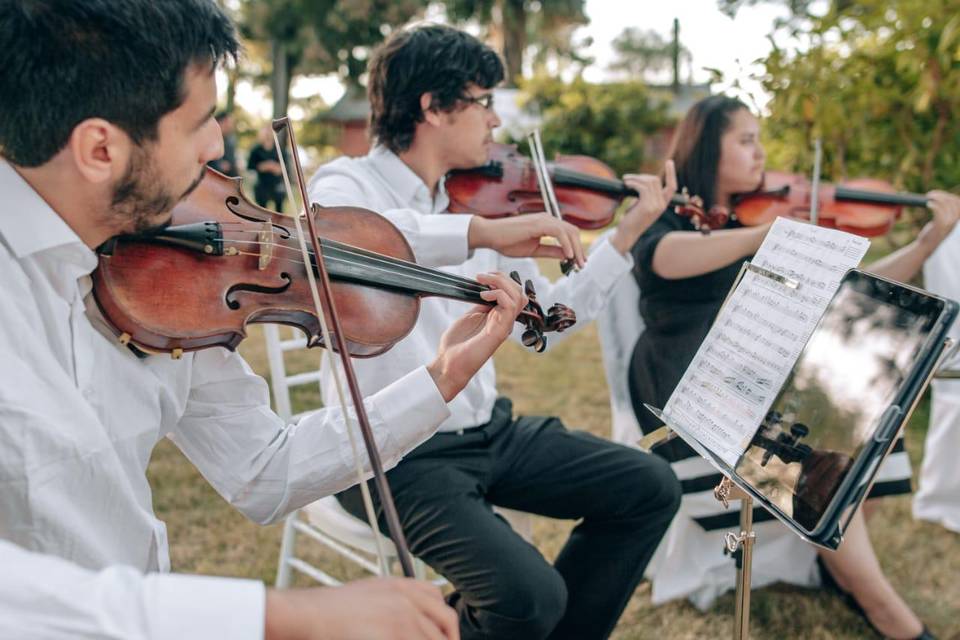 Violinistas