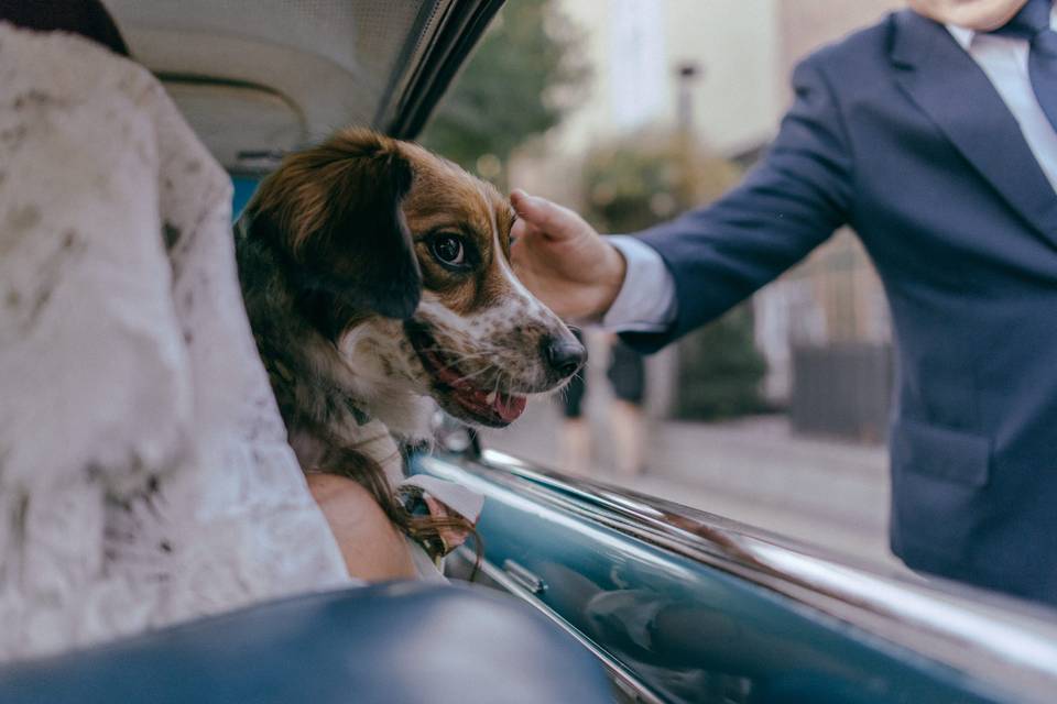 Perrito en el auto