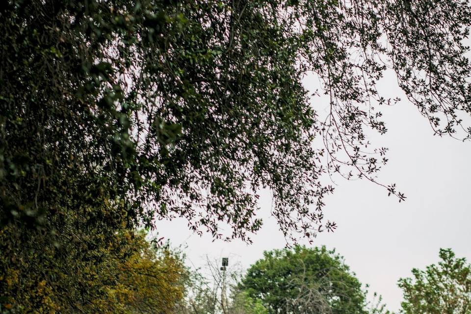 Novios en nuestro Parque