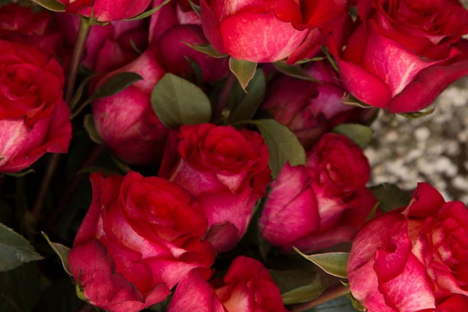 La Rosa Florería