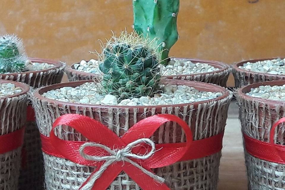 Aitue Cactus y Suculentas