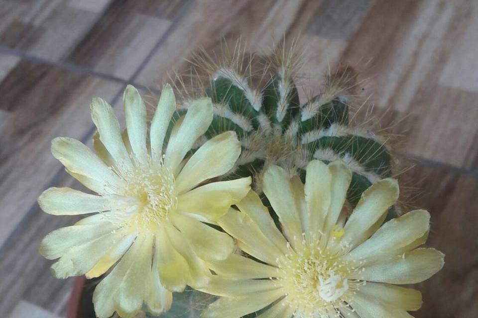Aitue Cactus y Suculentas