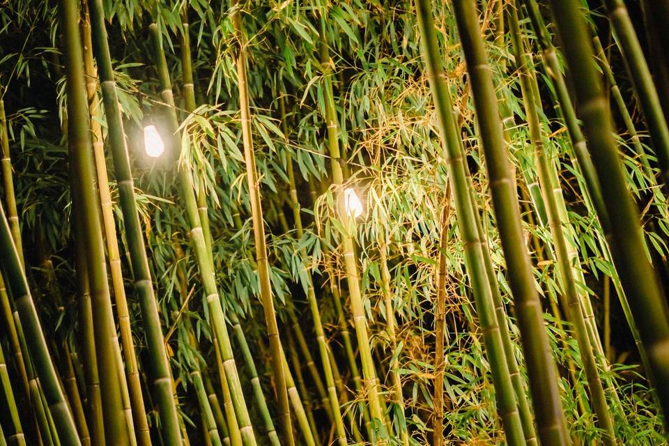 Parque Bambú