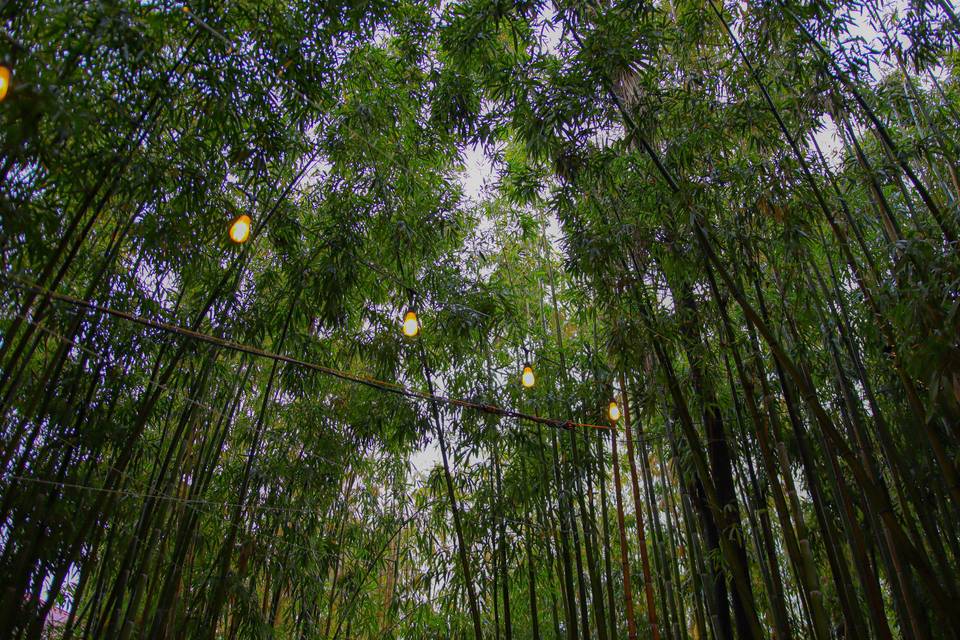 Parque Bambú