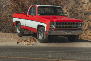 C10 Silverado 75