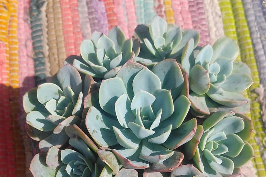 Echeveria