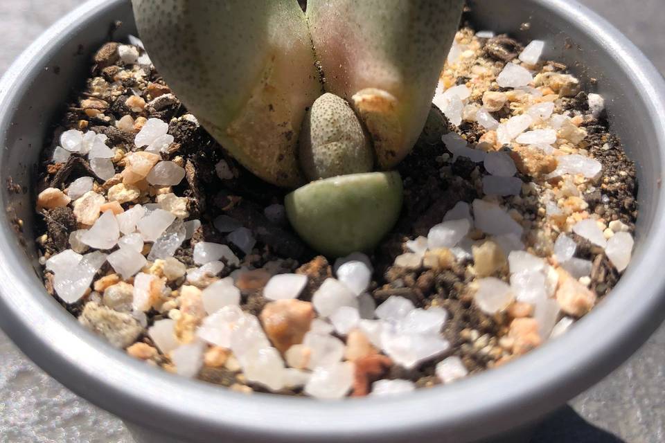 Pleiospilos