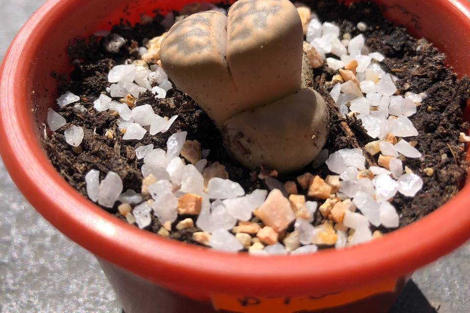 Lithops