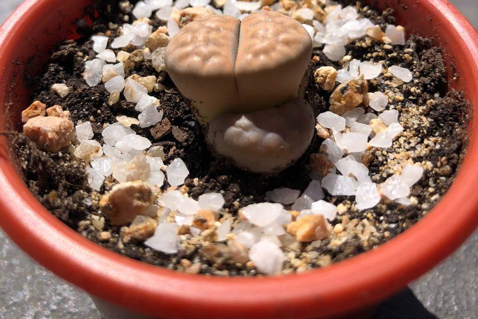 Lithops