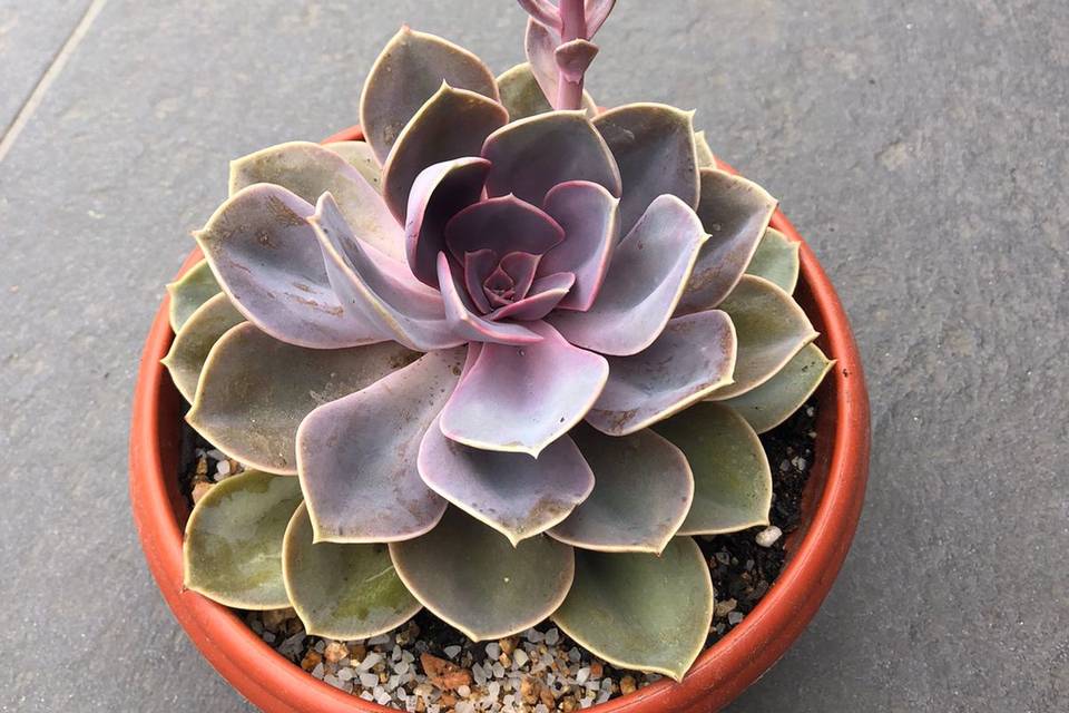 Echeveria