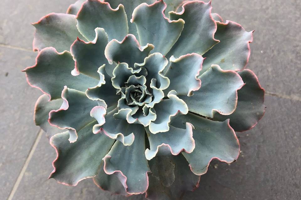 Echeveria