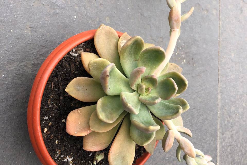 Echeveria