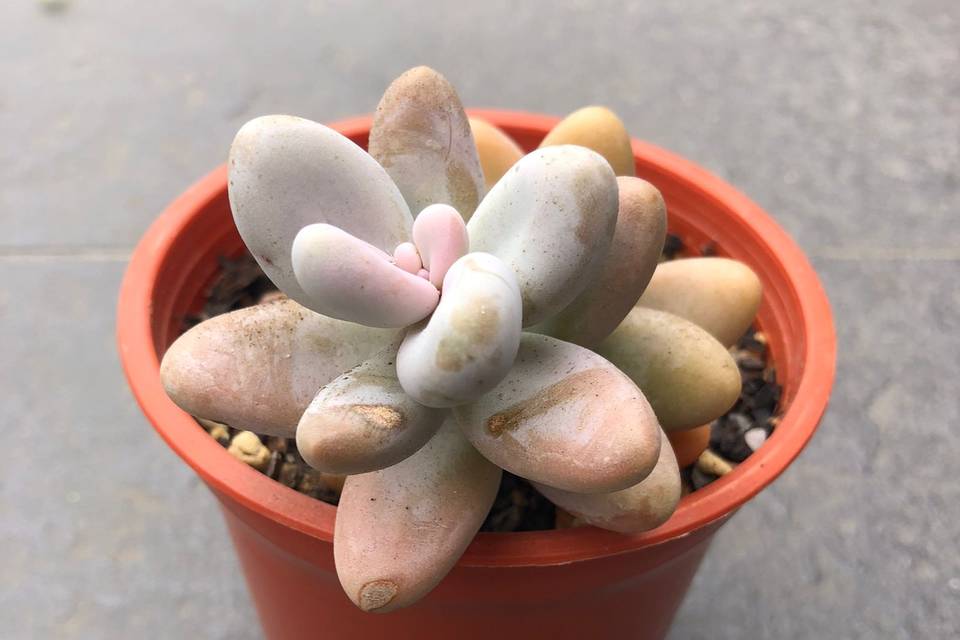 Pachyphytum