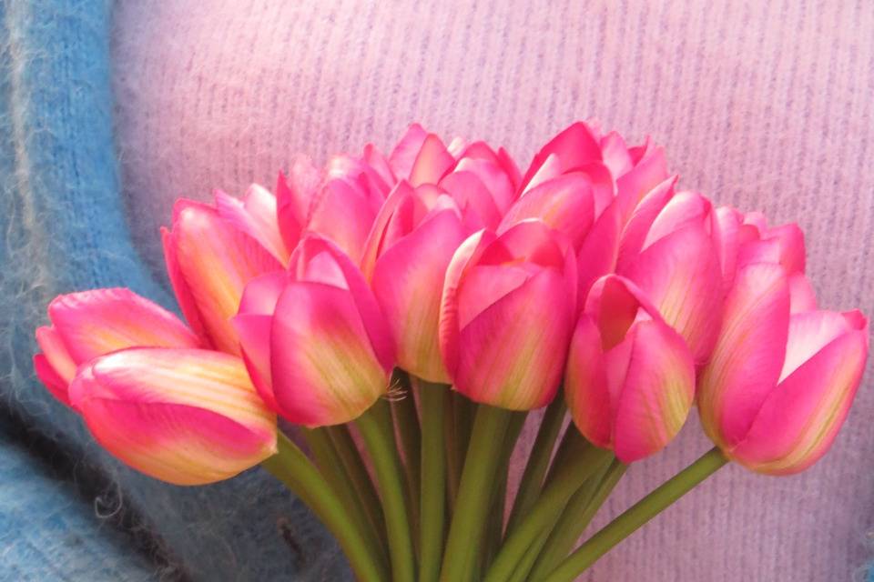 Tulipanes novia