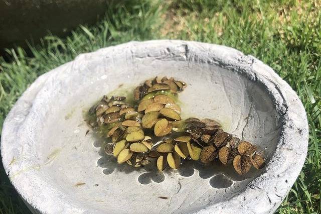 Cuenco de agua para pajaritos