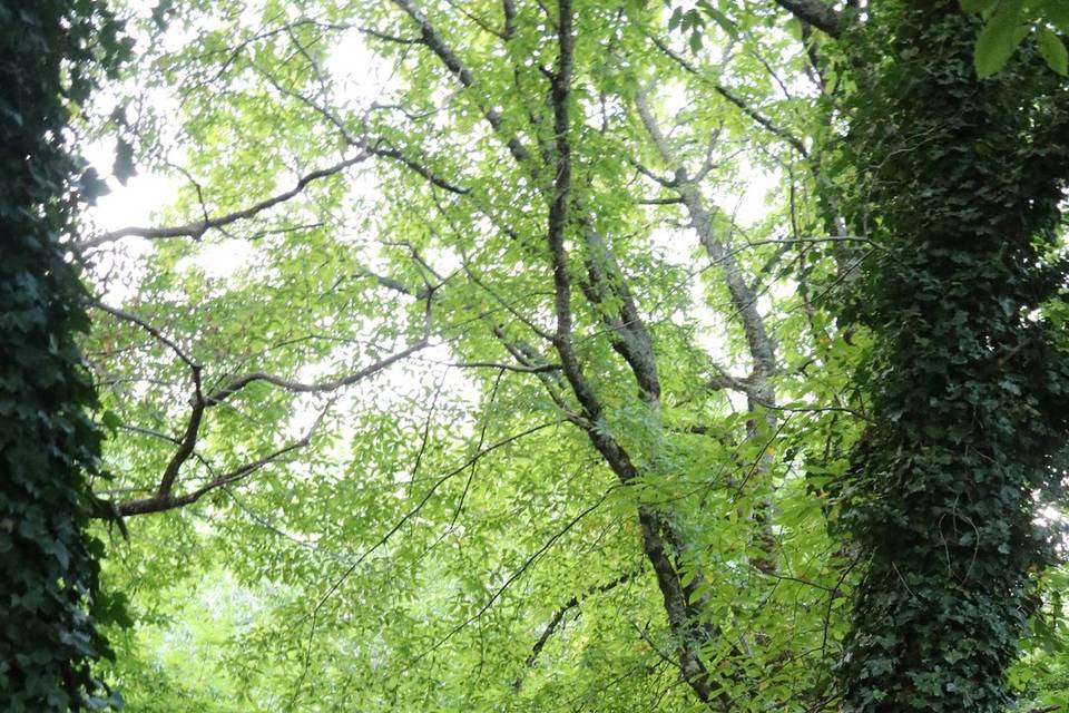 Bosque de castaños en verano