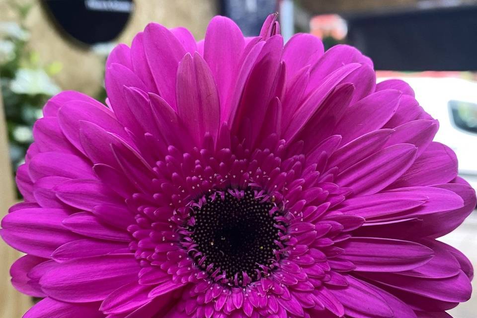 Gerberas