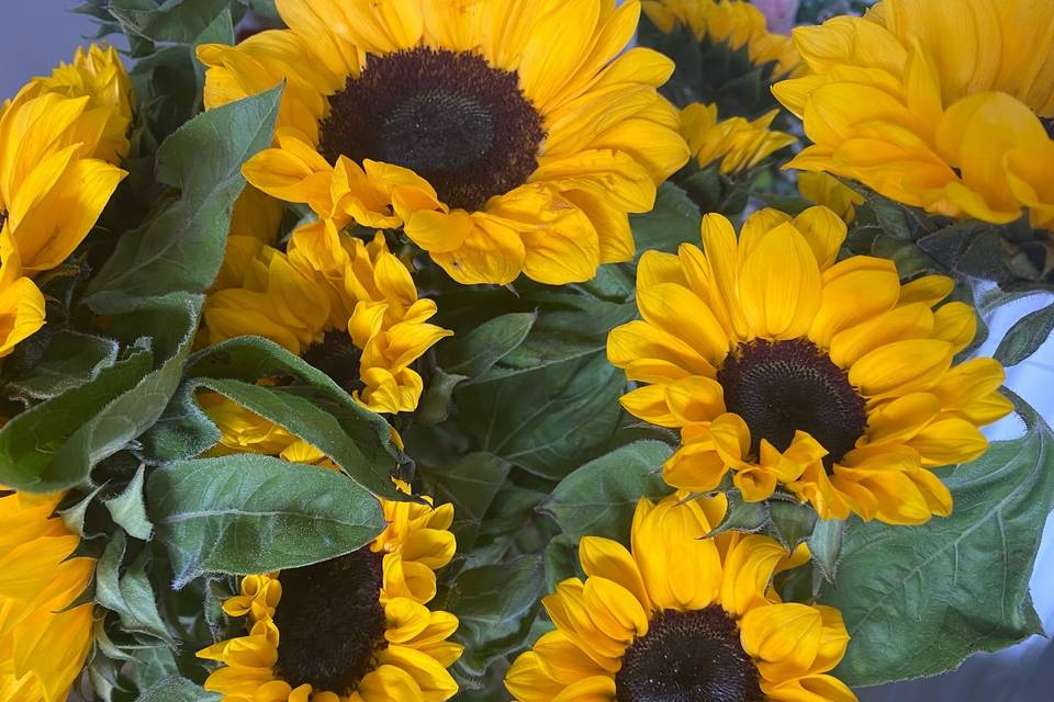 Florissima