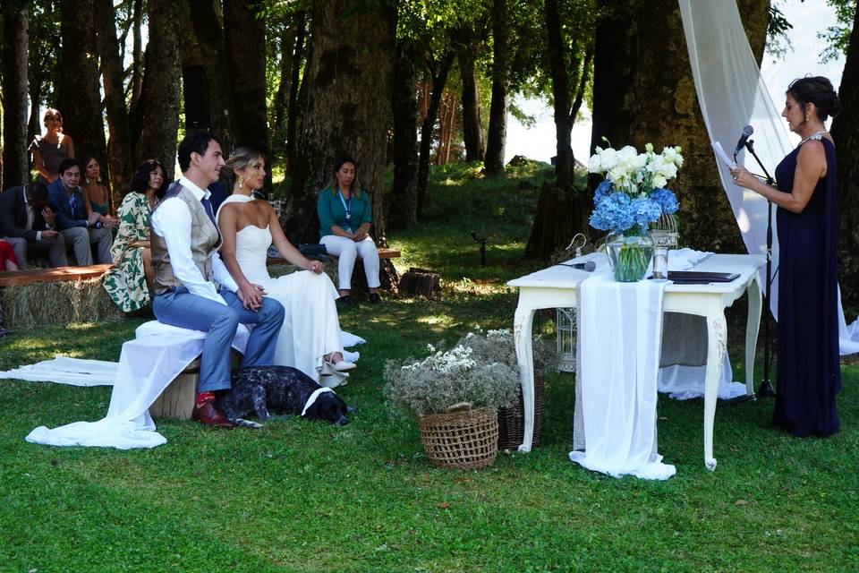 Bodas