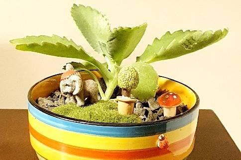 Suculentas y Cactus De Jardines y Hadas