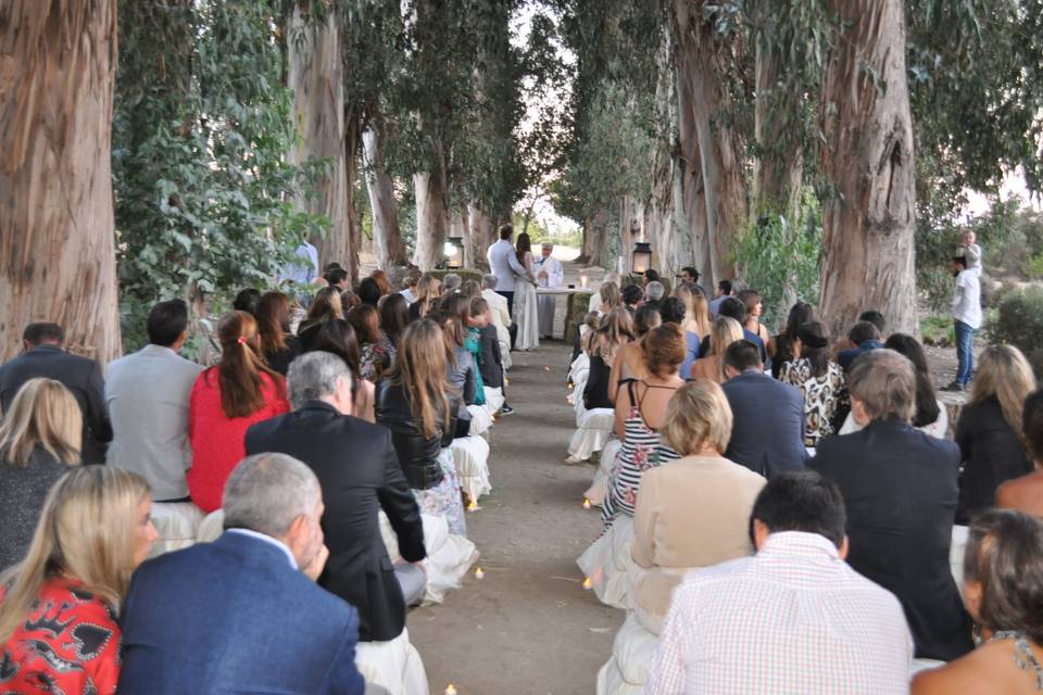 Ceremonia bosque eucaliptus