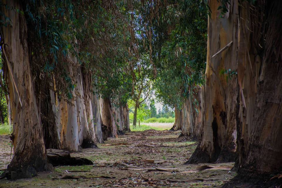 Bosque de eucaliptus