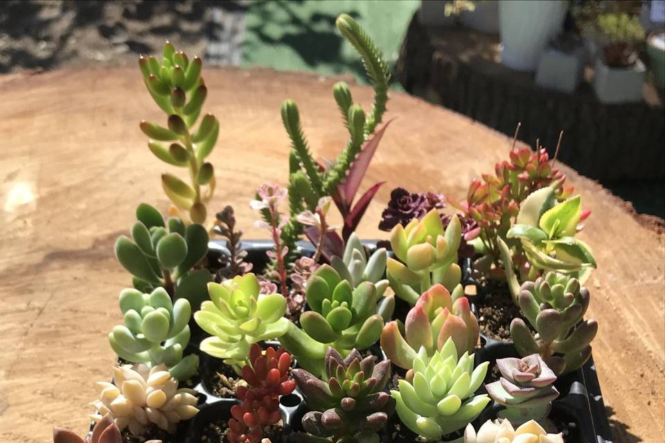 Plantines para souvenirs
