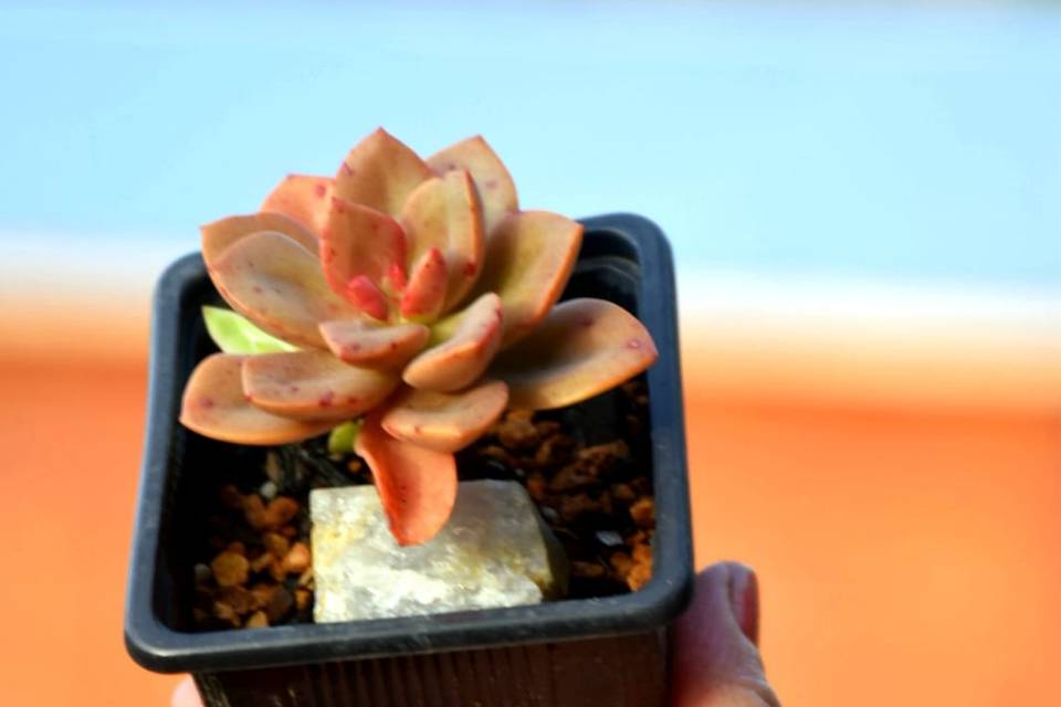 Echeveria Melaco