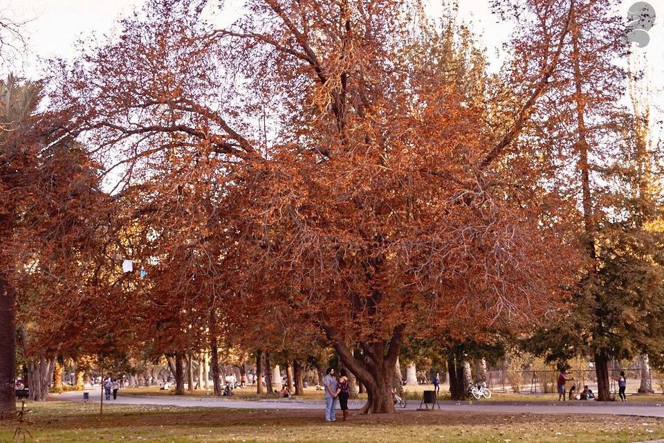 Arbol de Amor