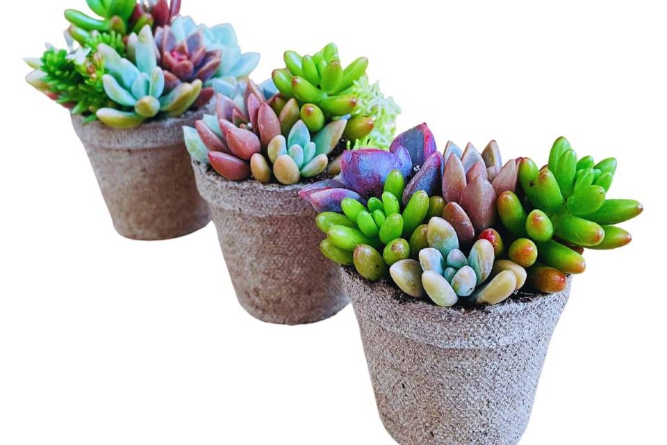 Tripck mini jardines plantable