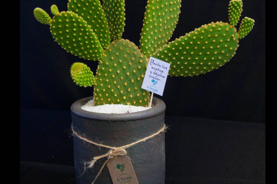 Cactus Tu Souvenir