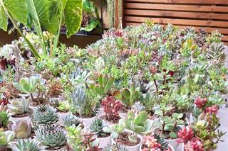 Mini - Jardines