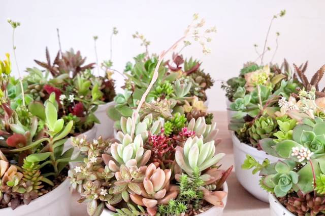 Mini - Jardines
