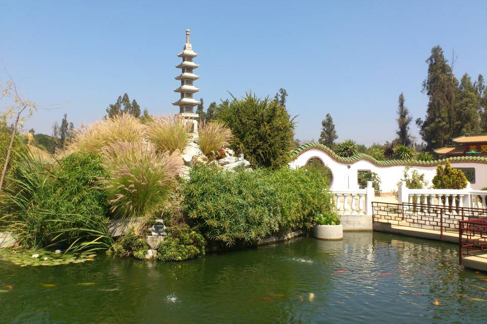 Laguna de peces koi