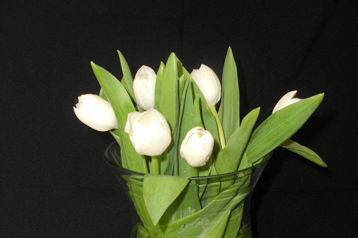 Tulipanes