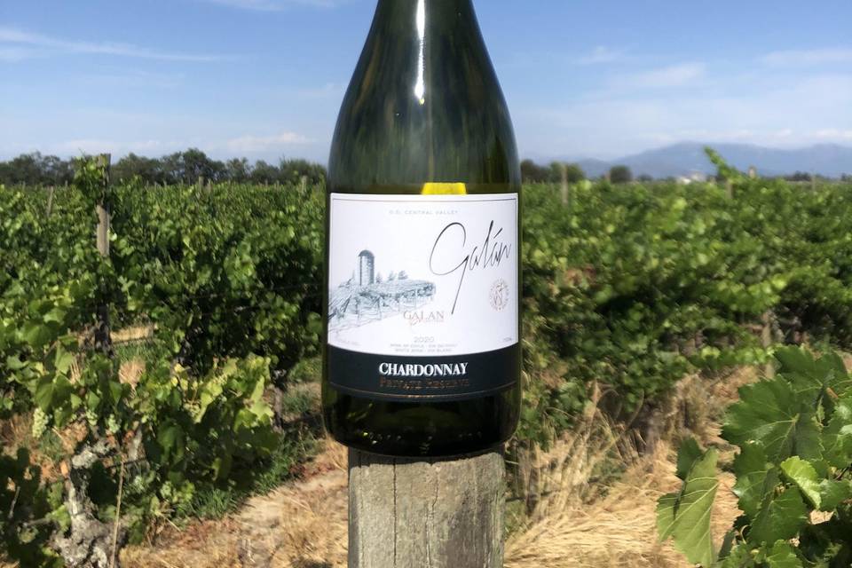 Chardonnay