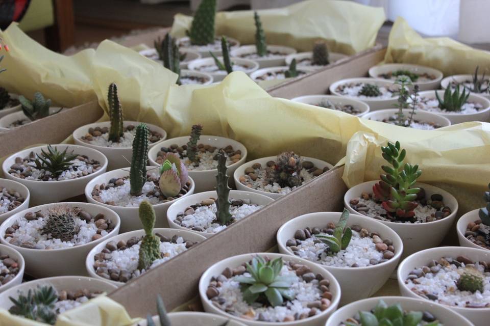 Corazones mini de cactus