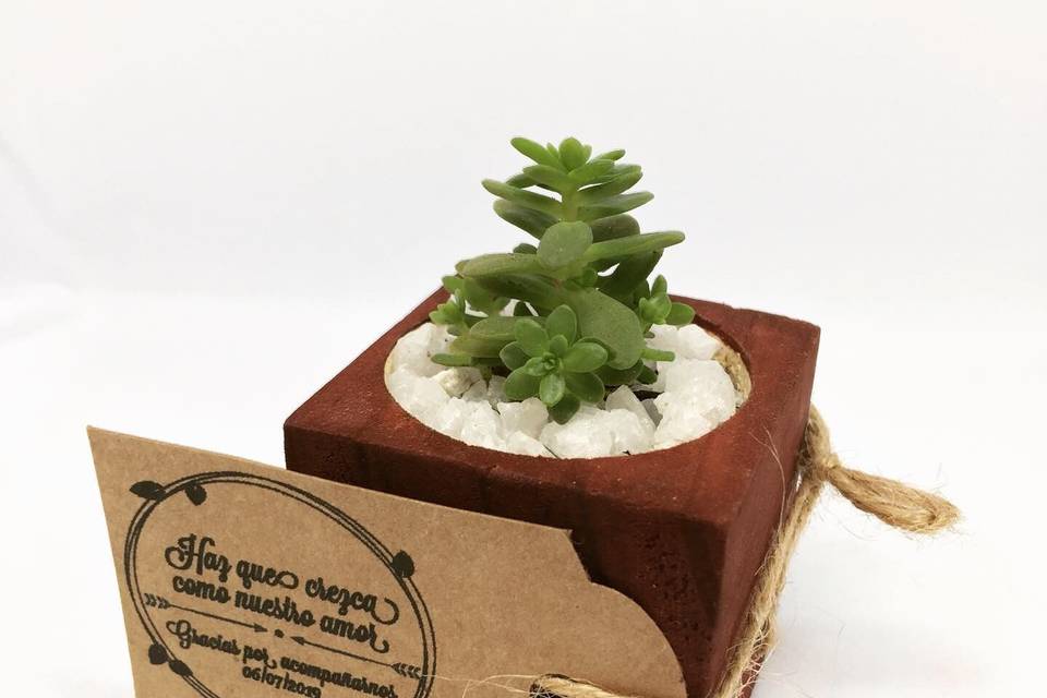 Cubo de Madera con Suculenta