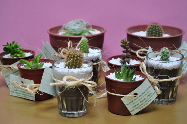 Regala Cactus