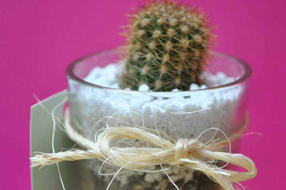 Regala Cactus