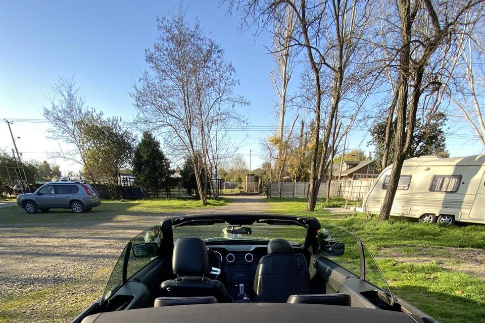 Mustang Chillán