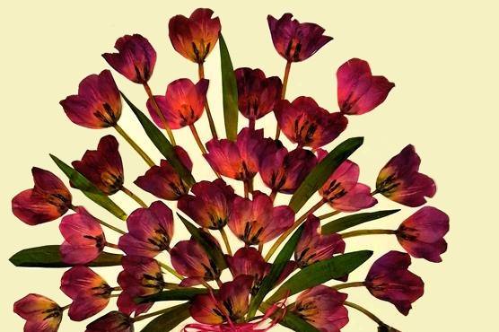 Tulipanes prensados