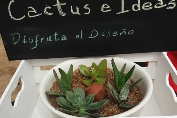 Cactus e Ideas