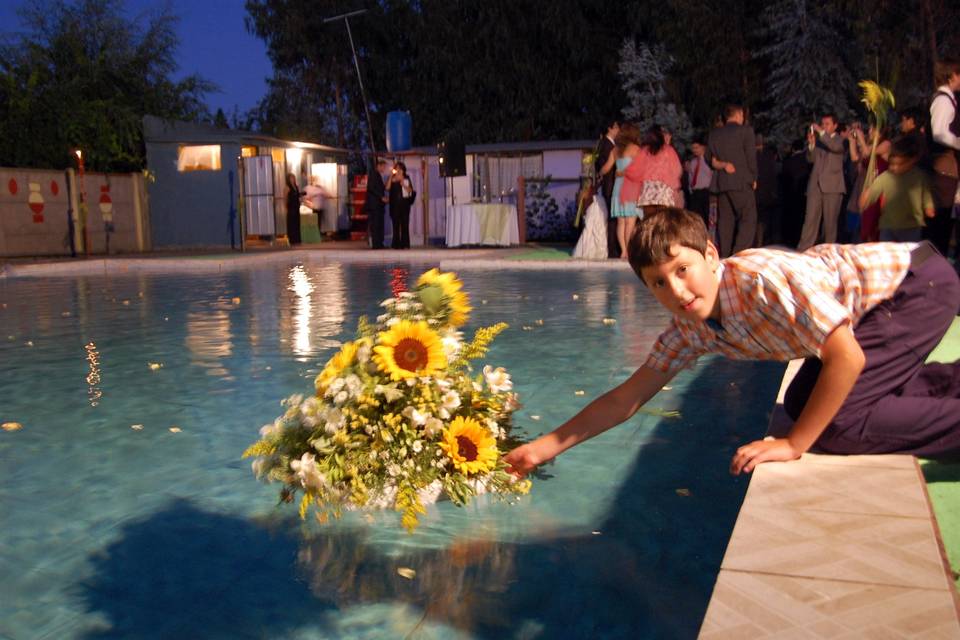 Girasoles en piscina