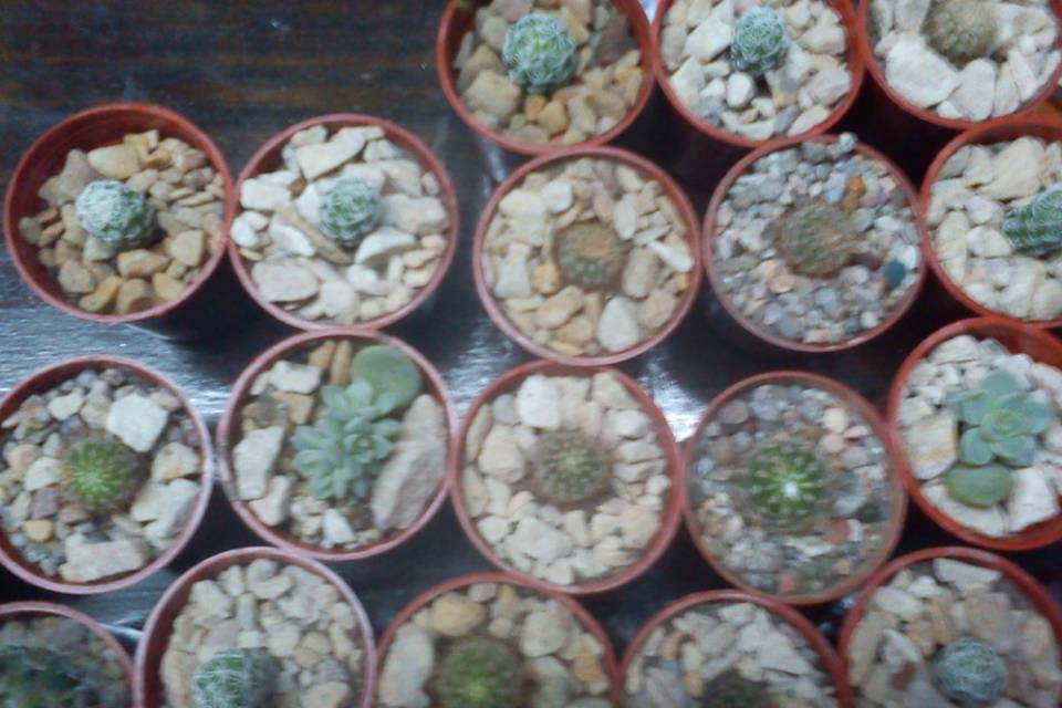 Cactus mini variedades