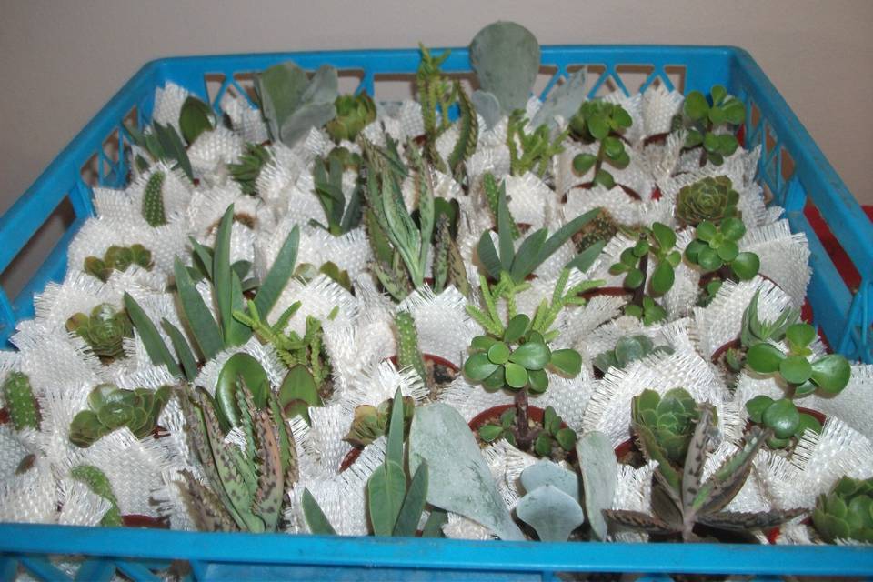 Cactus Suyai
