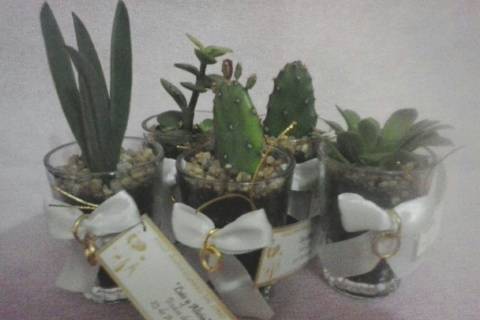 Cactus Suyai